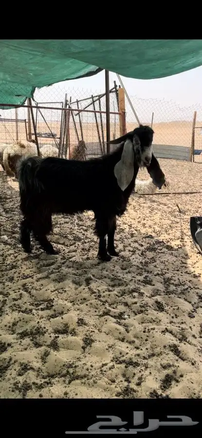 تيوس قريع ثنيا 1