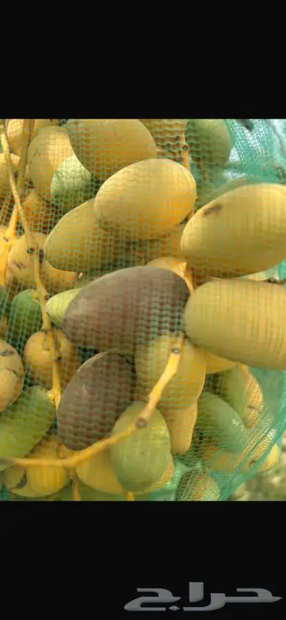 محصول تمر خلاص فاخر 4