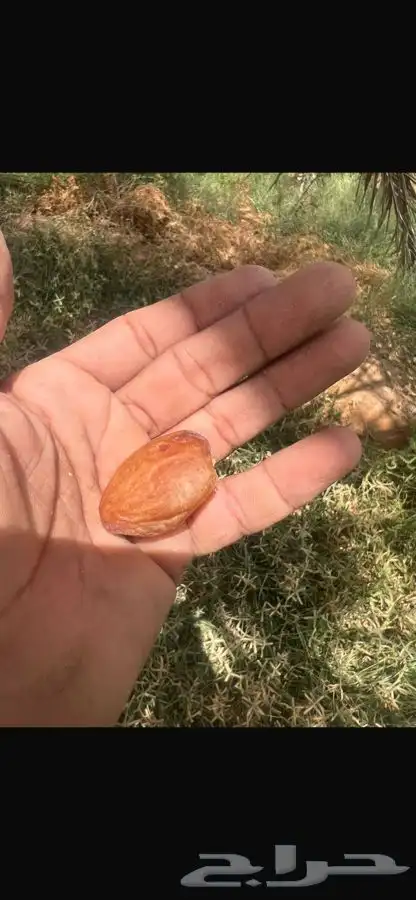 محصول تمر خلاص فاخر 8