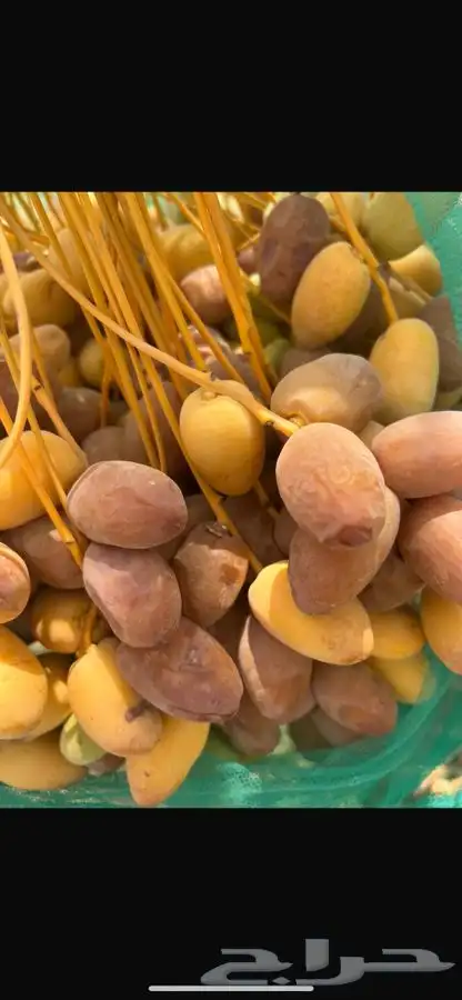 محصول تمر خلاص فاخر 0