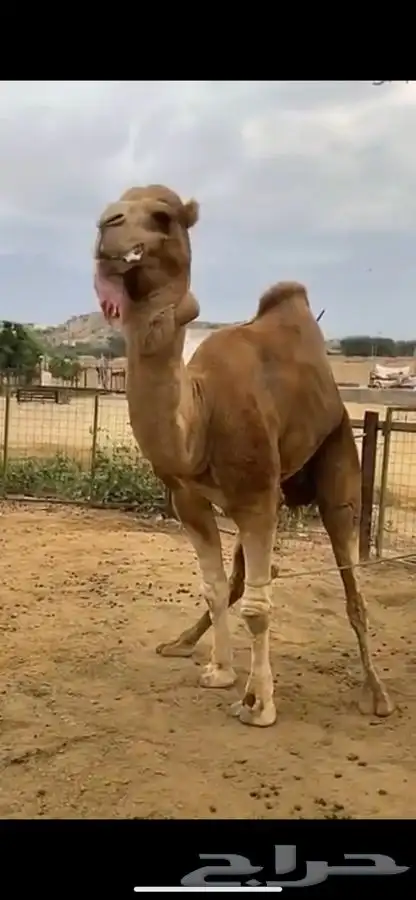 بعير للبيع فحل 2