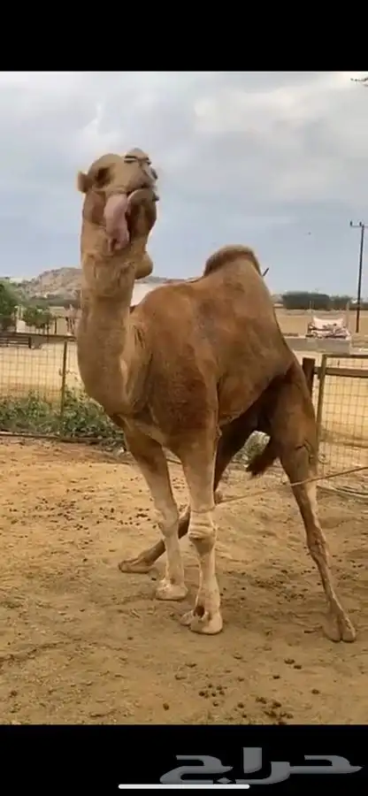 بعير للبيع فحل 1