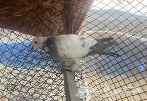 حمام للبيع 0