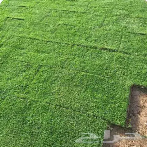 نخيل للبيع وتنسيق حدائق 24