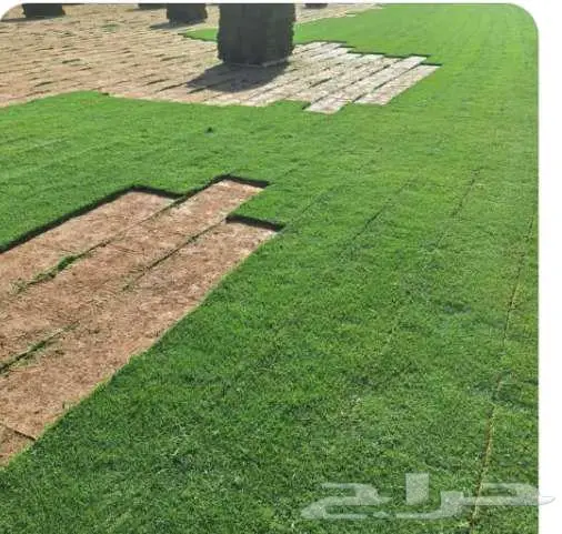 نخيل للبيع وتنسيق الحدائق وتركيب شبوك 24