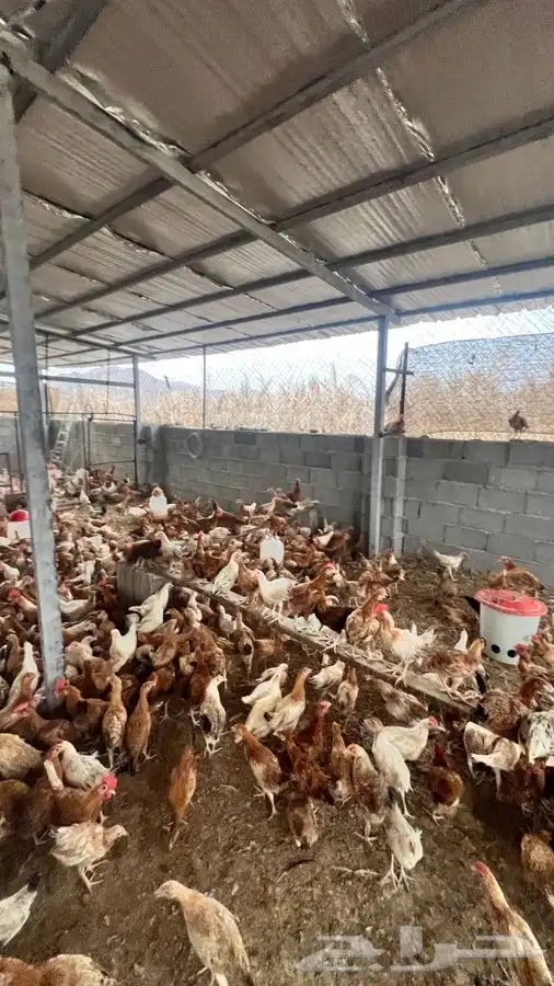 دجاج بلدي يبشر 5