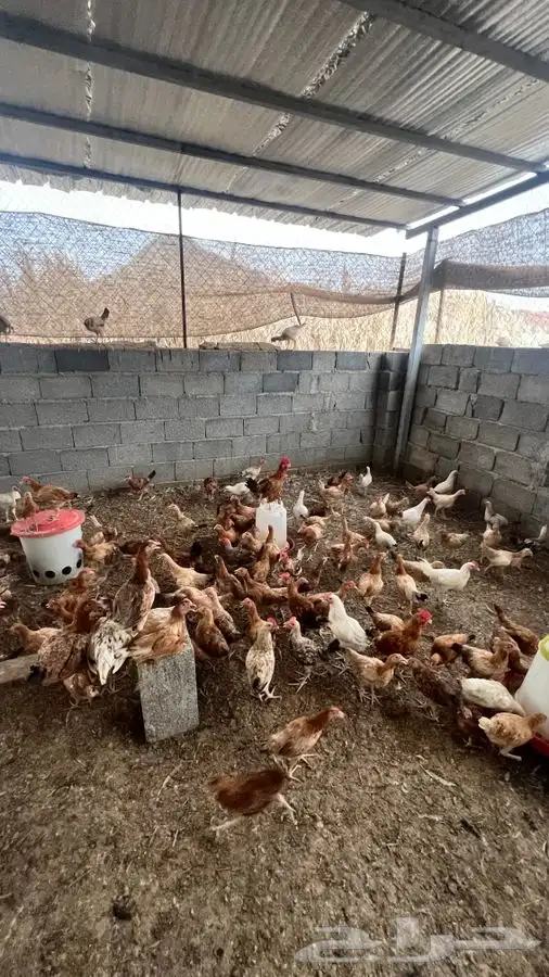 دجاج بلدي يبشر 6
