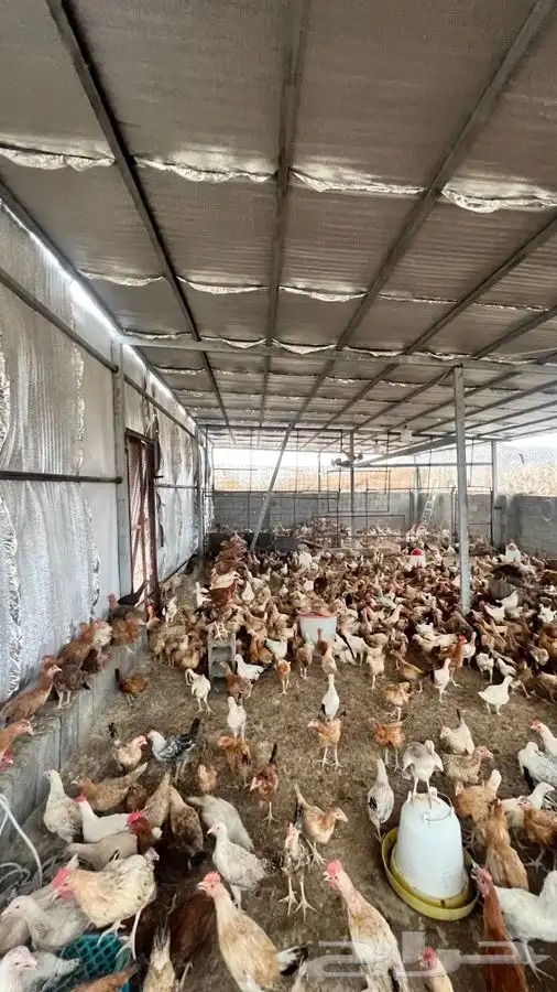 دجاج بلدي يبشر 2