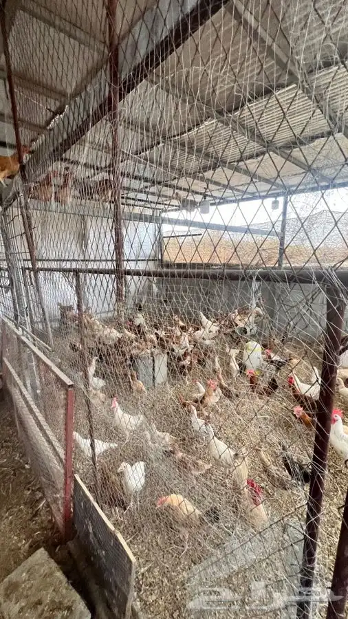 دجاج بلدي يبشر 9
