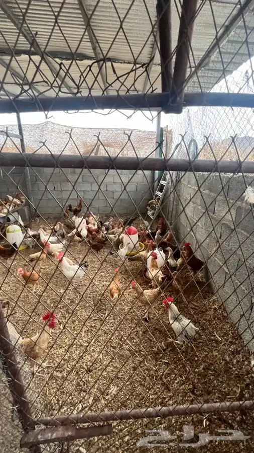 دجاج بلدي يبشر 8
