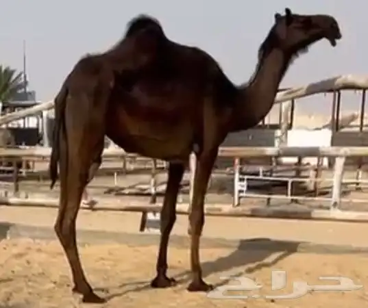 مجهم حقه تلقي طيبه جدا وسلم العذاريب 0