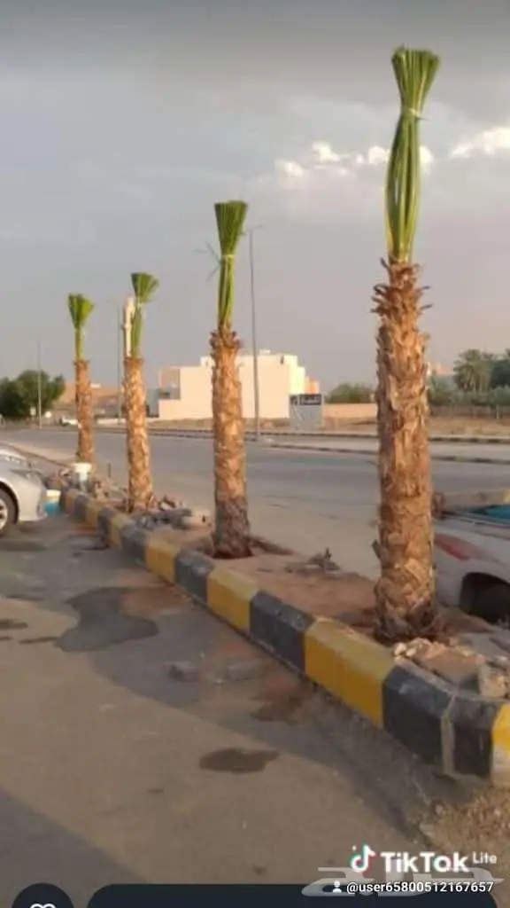 نخيل للبيع وتنسيق حدائق 13