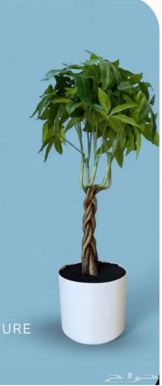 شجرة فورتون صناعي 2