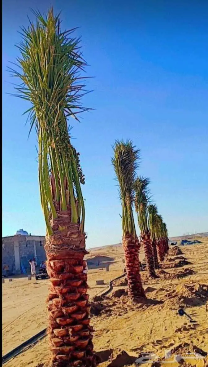 نخيل للبيع وتنسيق الحدائق وتركيب شبوك 4