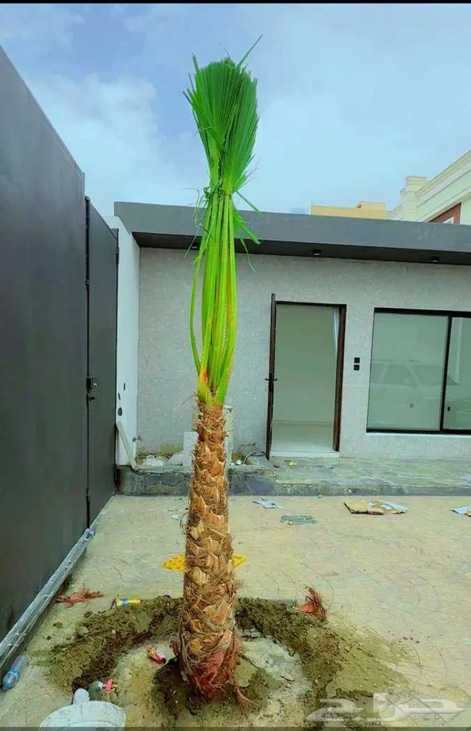 نخيل للبيع وتنسيق حدائق 10