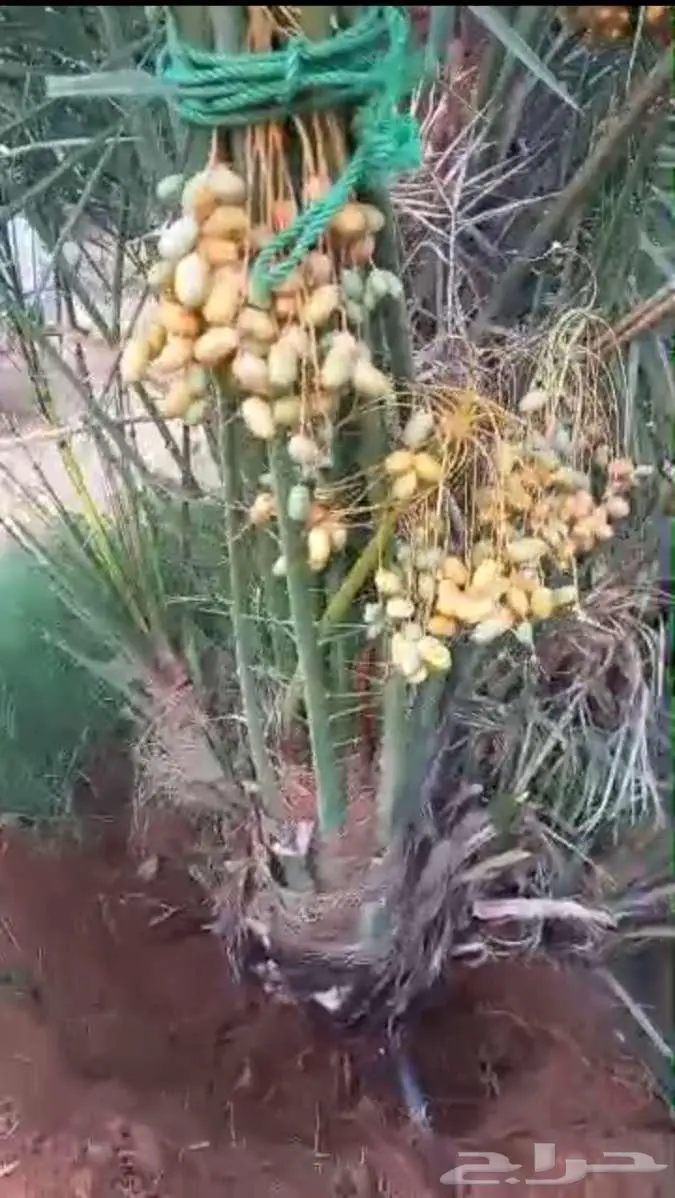 نخيل للبيع وتنسيق حدائق 18