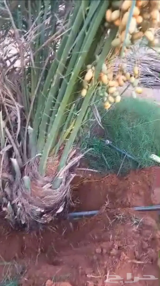 نخيل للبيع وتنسيق حدائق 19