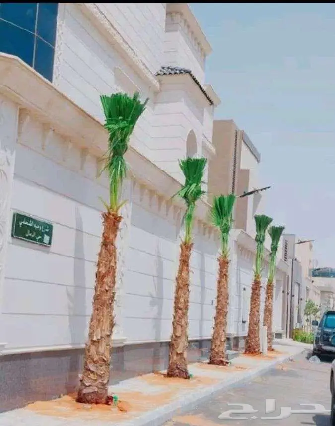 نخيل للبيع وتنسيق حدائق 7