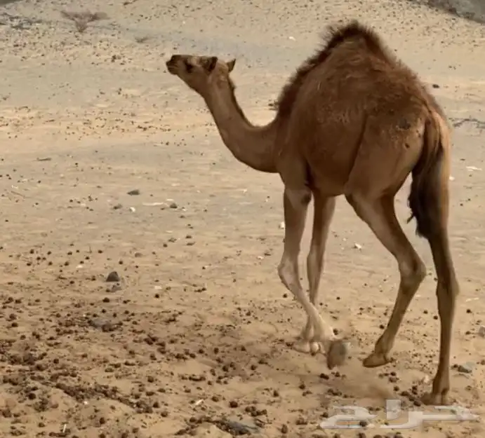 بكره 1