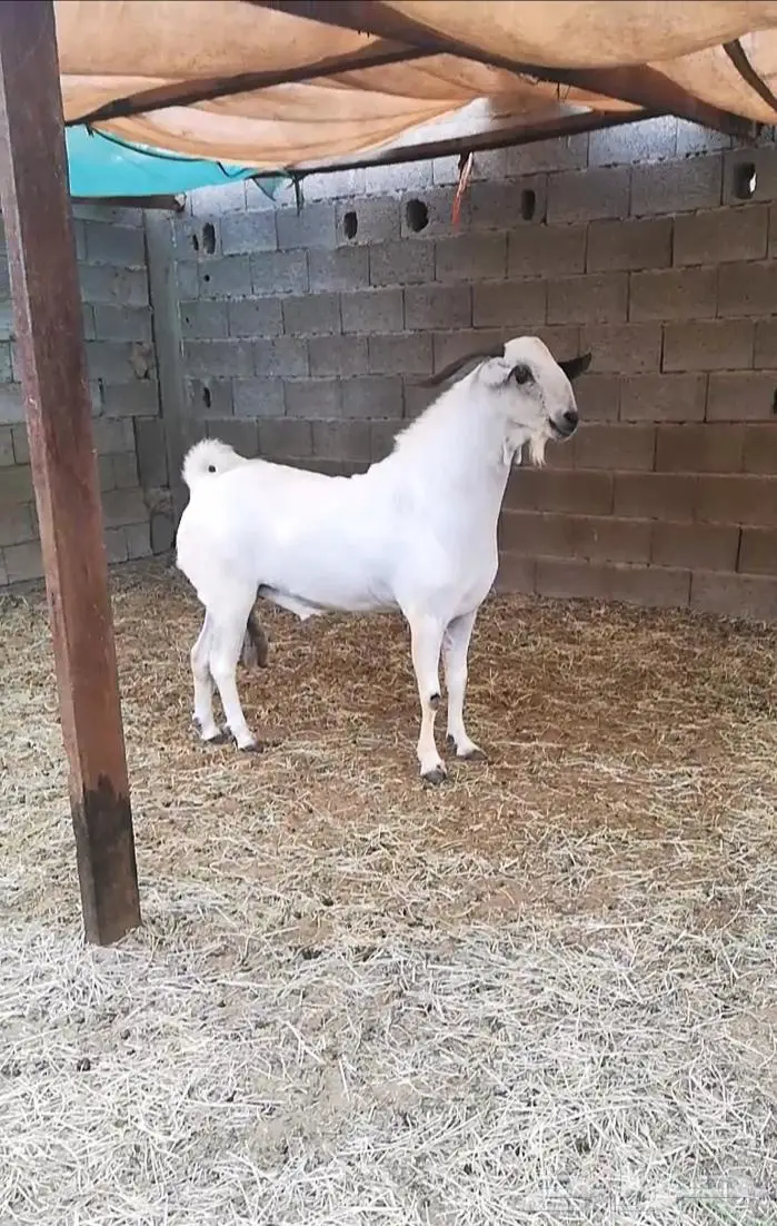 فحل بيشي صنف 2