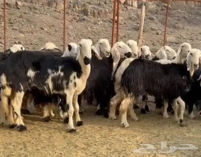 نجد صنف مراح 1