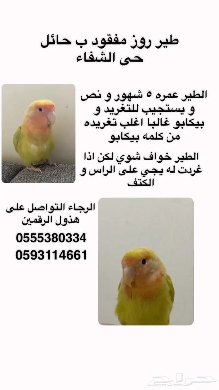 مفقود طير روز بحائل الشفاء 0