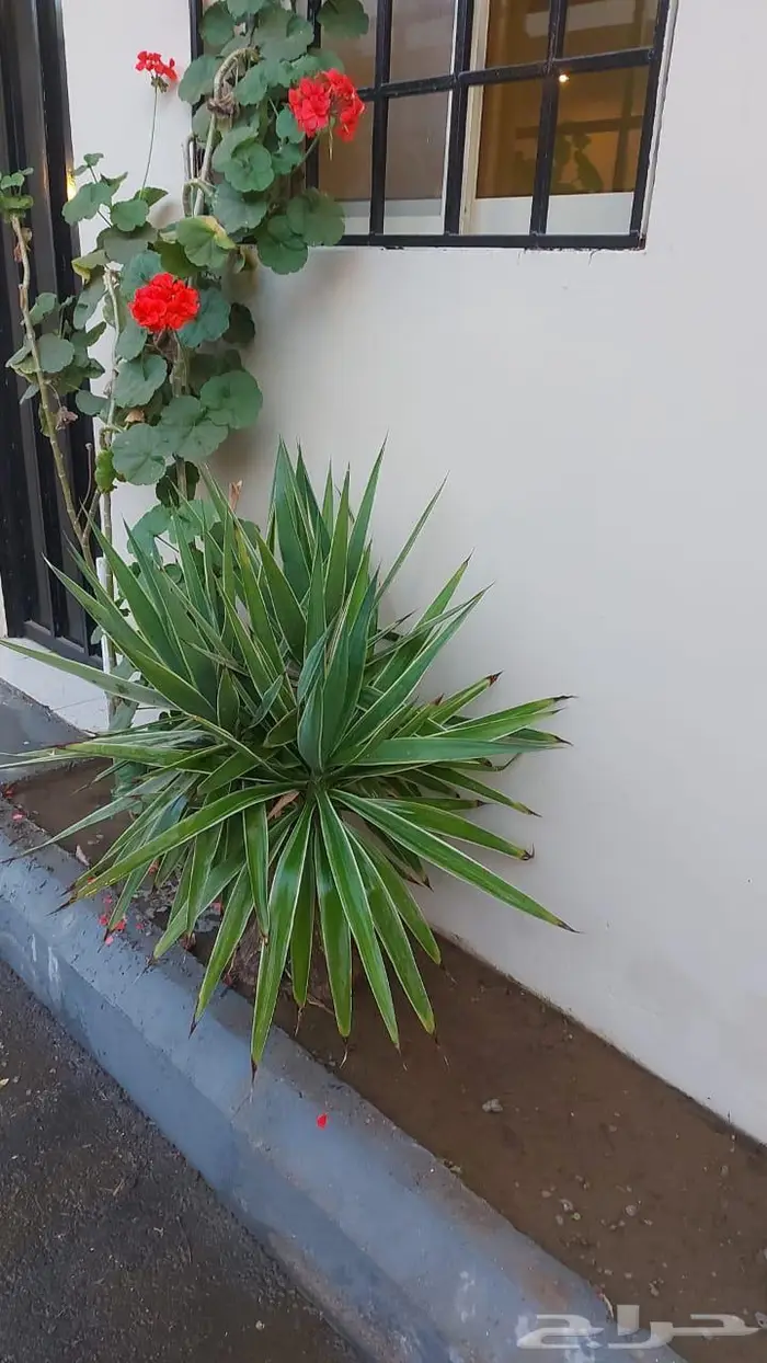 غرف عزاب للإيجار 6