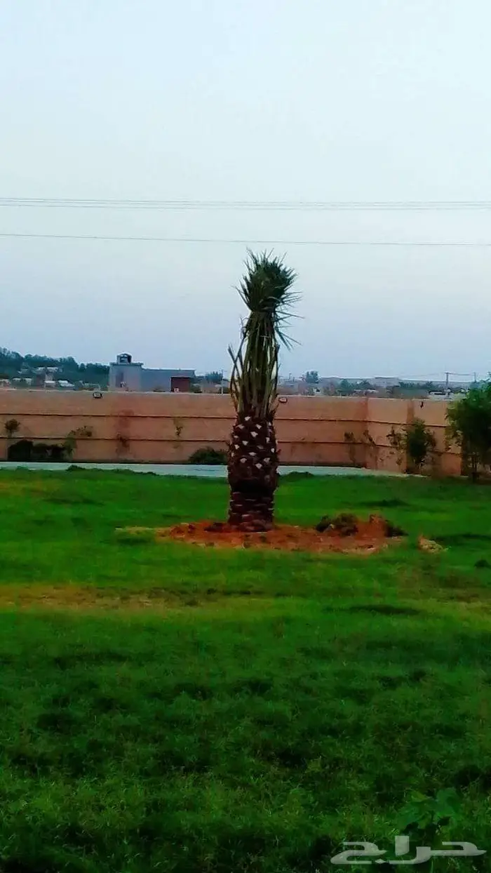 نخيل للبيع وتنسيق حدائق 0
