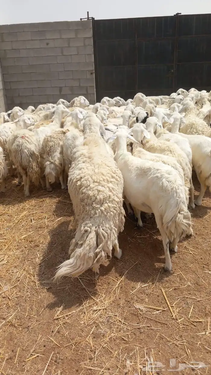 غنم حرش 1