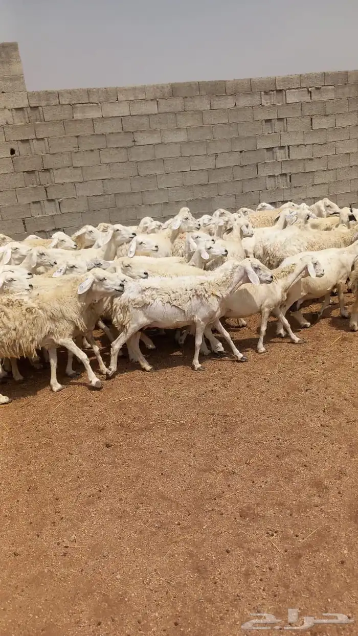 غنم حرش 2