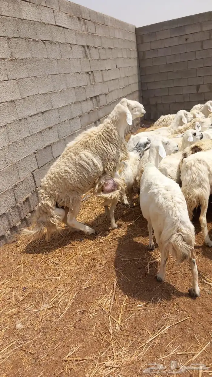 غنم حرش 0