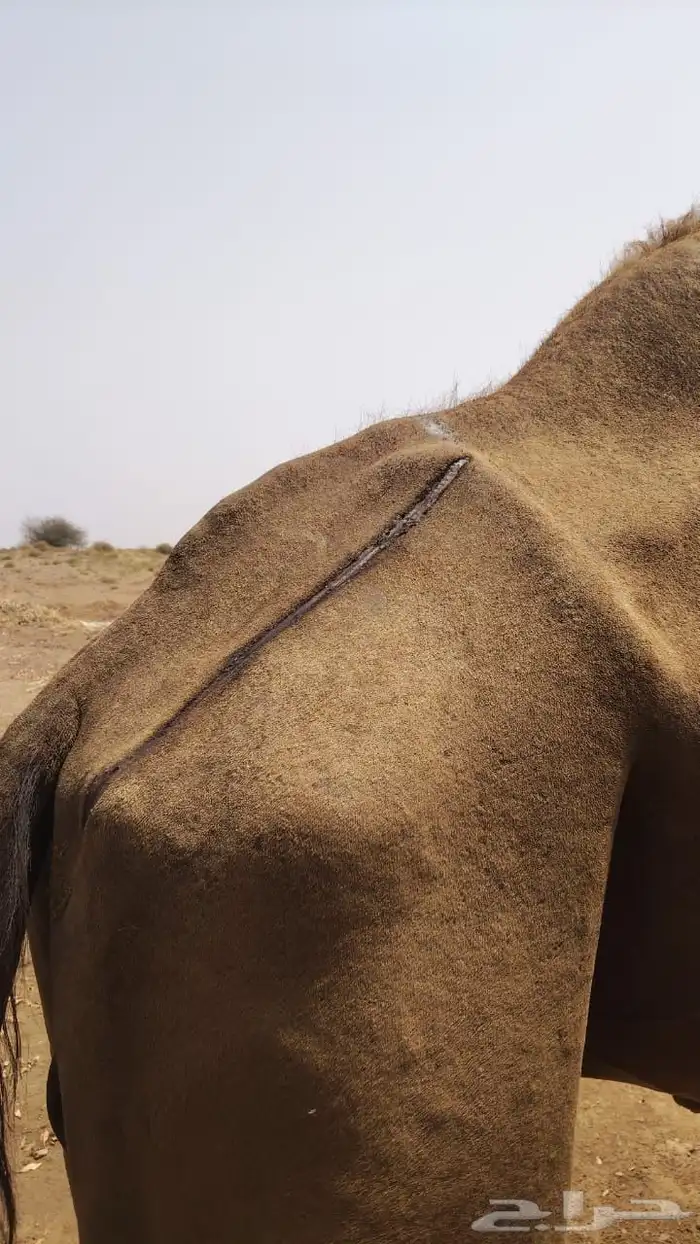 جمل ساحلي 4