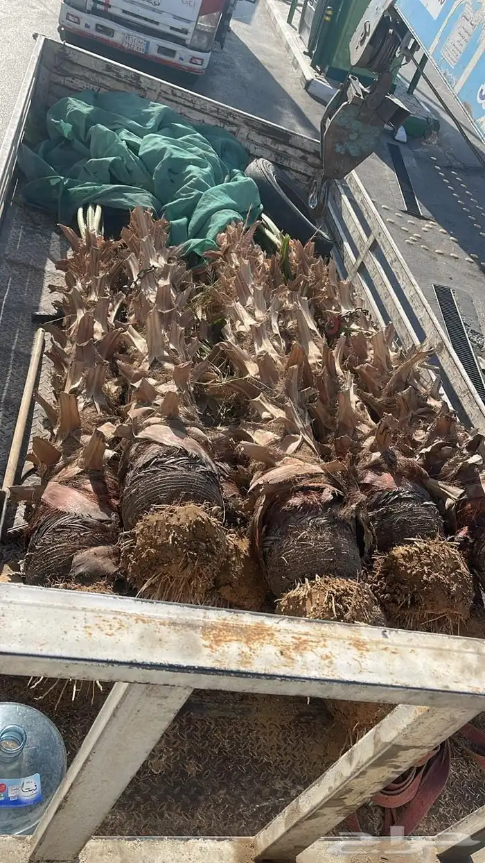 نخل واشنطوني للبيع 4