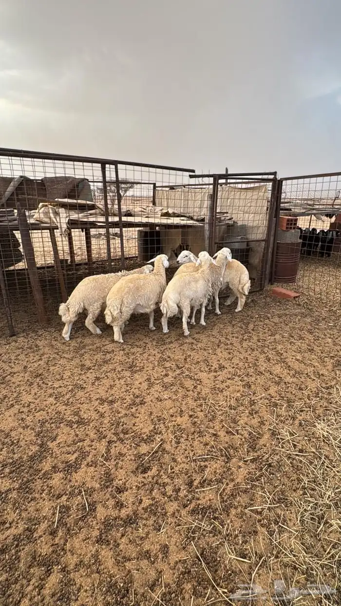 طليان حريه العدد 5 مقفلات شحم 1