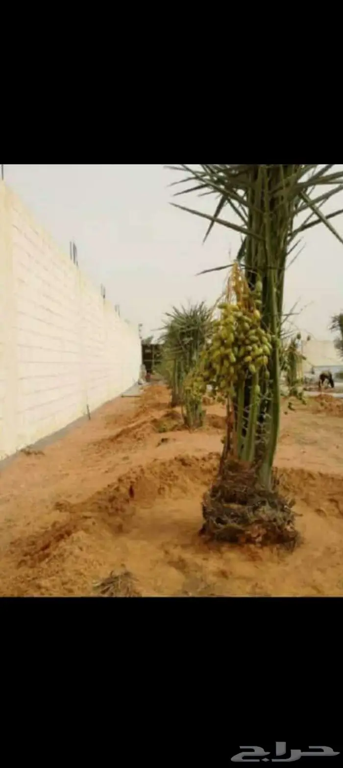 نخيل للبيع وتنسيق الحدائق وتركيب شبوك 21