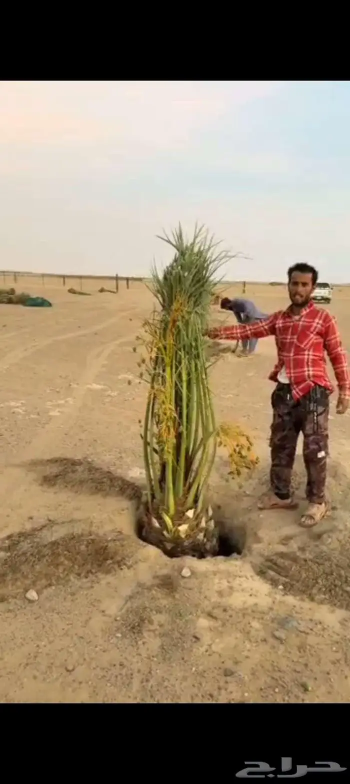 نخيل للبيع وتنسيق الحدائق وتركيب شبوك 20