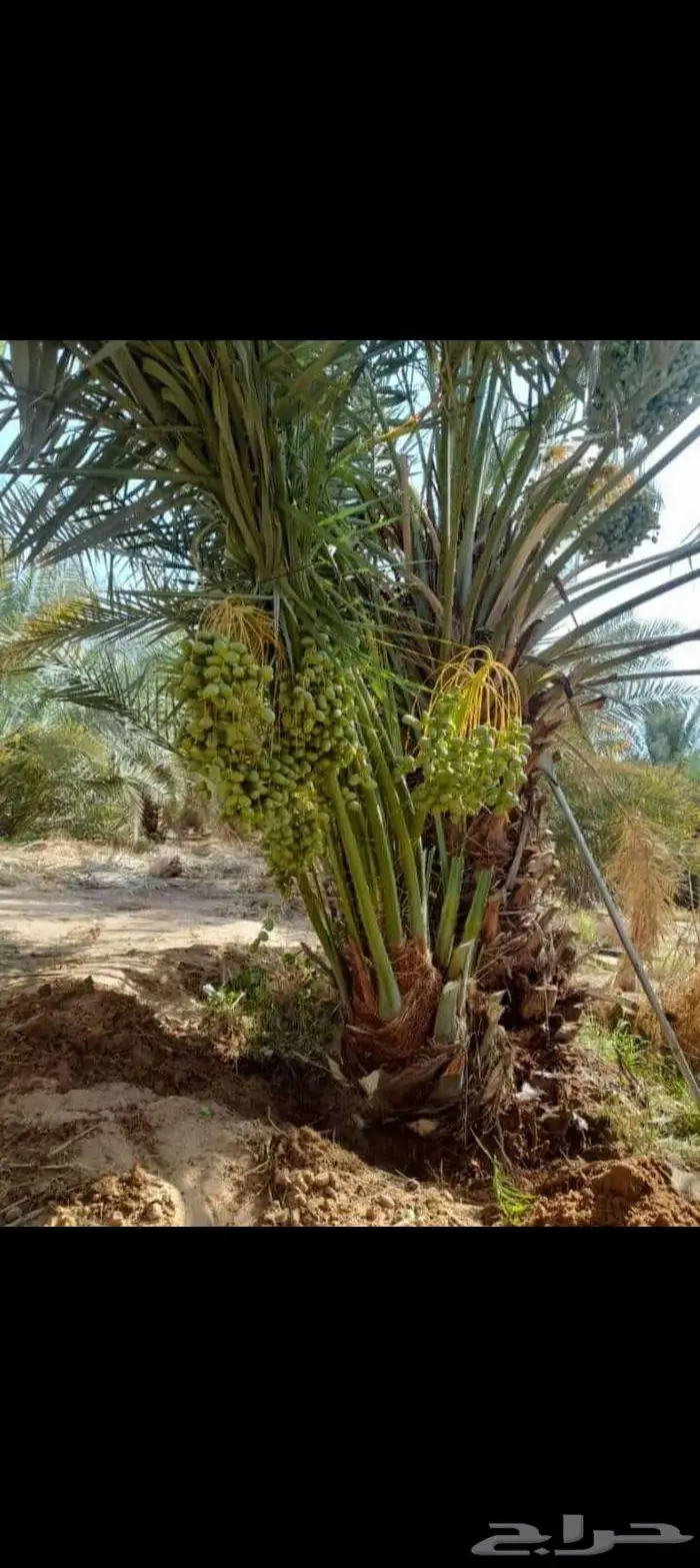 نخيل للبيع وتنسيق الحدائق وتركيب شبوك 19