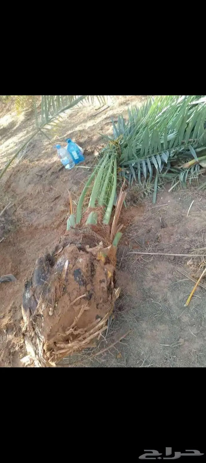 نخيل للبيع وتنسيق الحدائق وتركيب شبوك 18