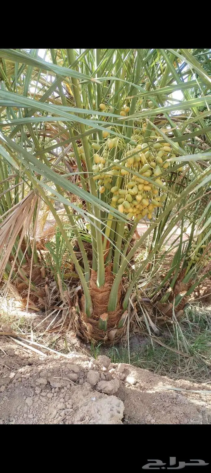 نخيل للبيع وتنسيق الحدائق وتركيب شبوك 16