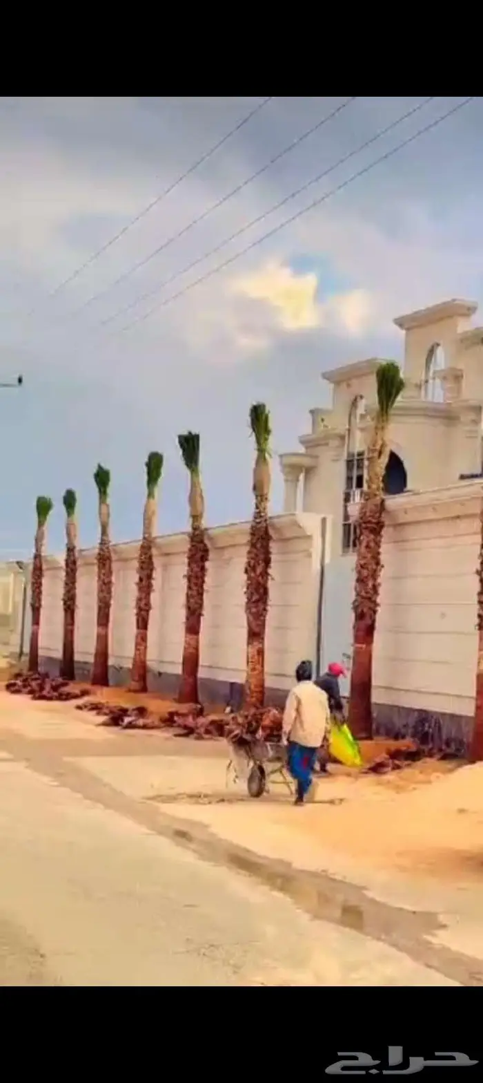 نخيل للبيع وتنسيق الحدائق وتركيب شبوك 11