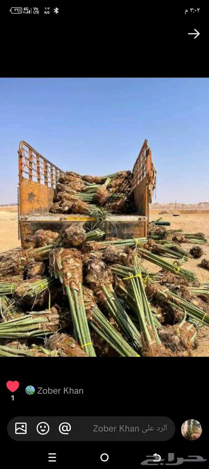 نخيل للبيع وتنسيق الحدائق وتركيب شبوك 8