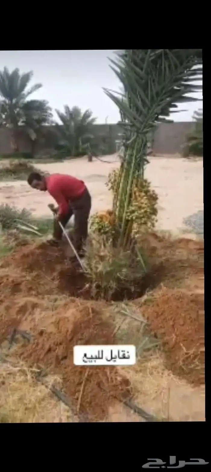 نخيل للبيع وتنسيق الحدائق وتركيب شبوك 3