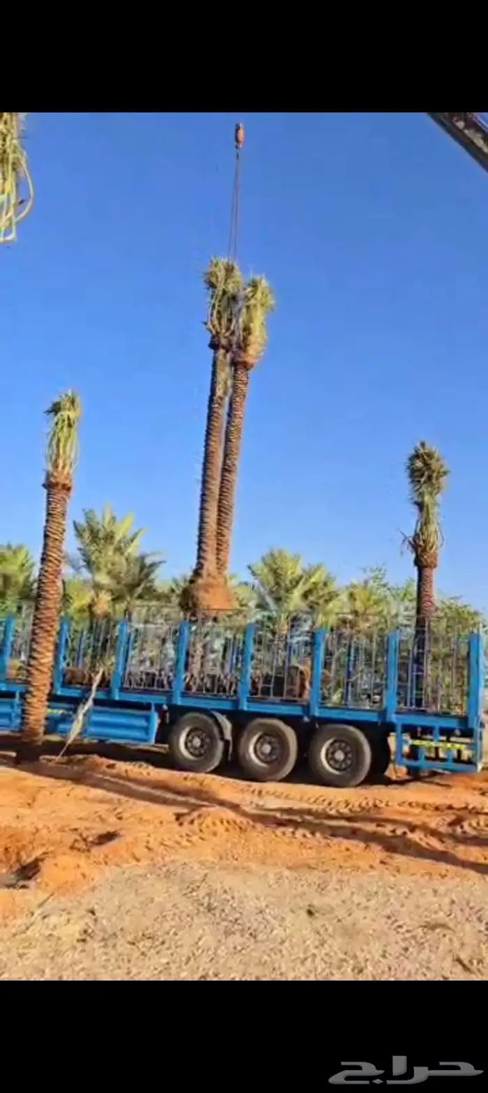 نخيل للبيع وتنسيق الحدائق وتركيب شبوك 1