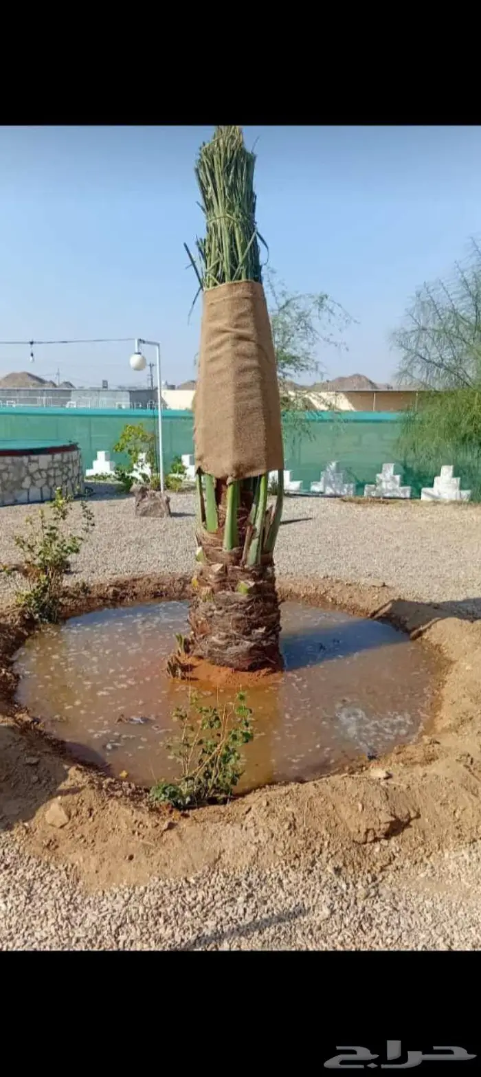 نخيل للبيع وتنسيق الحدائق وتركيب شبوك 0