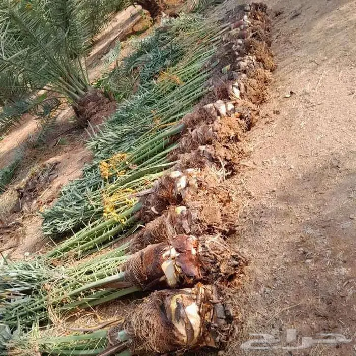 نخيل للبيع وتنسيق حدائق 2