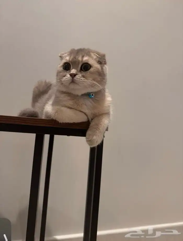 قط للبيع 1