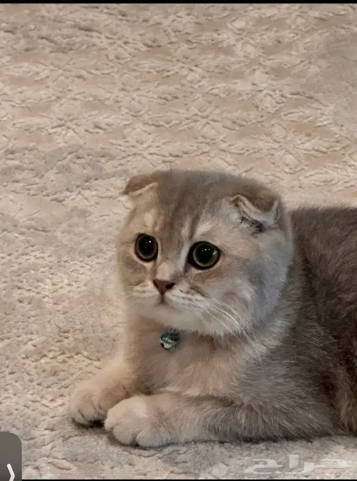 قط للبيع 2
