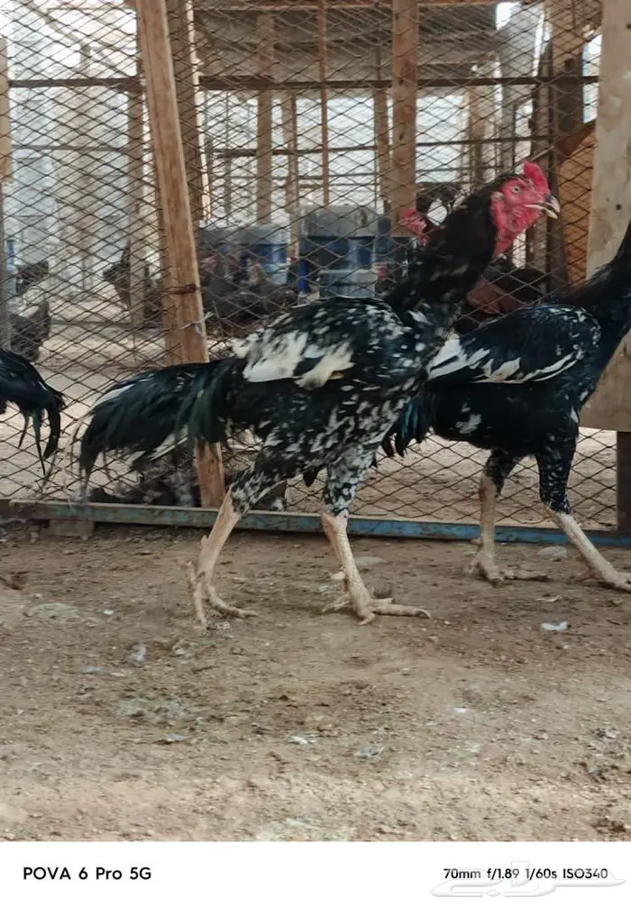 العرض الرابع فرصة   عرض محدود السعر وليس للسوم(سندي) 0