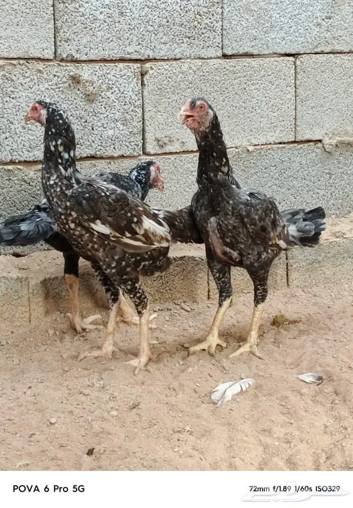العرض الرابع فرصة   عرض محدود السعر وليس للسوم(سندي) 4