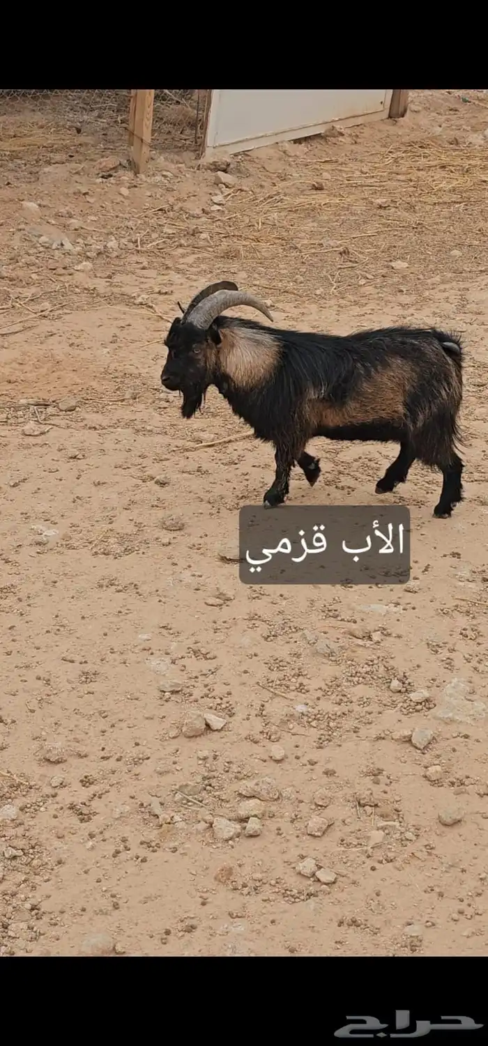 ماعز 1
